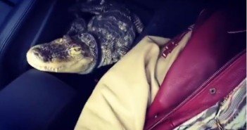 Bonez MCs Haustier: Wieviel kostet so ein Krokodil?
